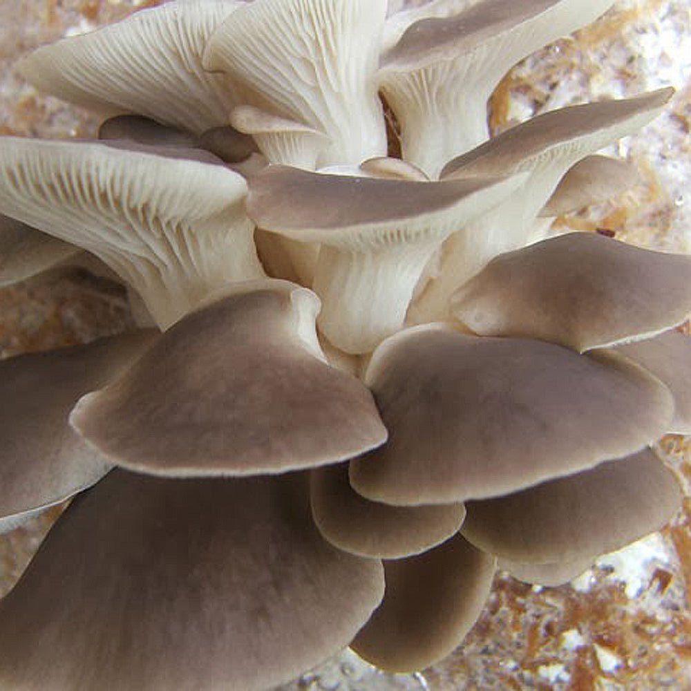 indian phoenix italian oyster mushroom culture