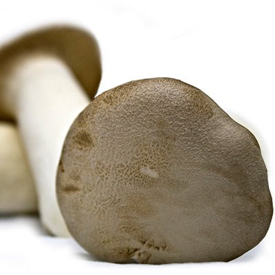 king oyster mushroom spawn bag