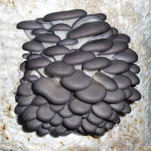 Load image into Gallery viewer, Blue Oyster Mushroom Liquid Culture Syringe
