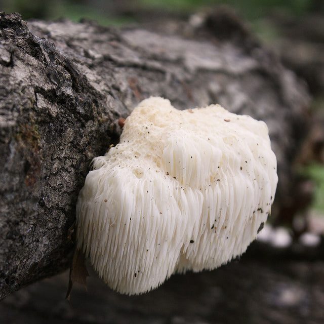  Oyster Mushroom Mycelium Plug Spawn - 100 Count - Grow