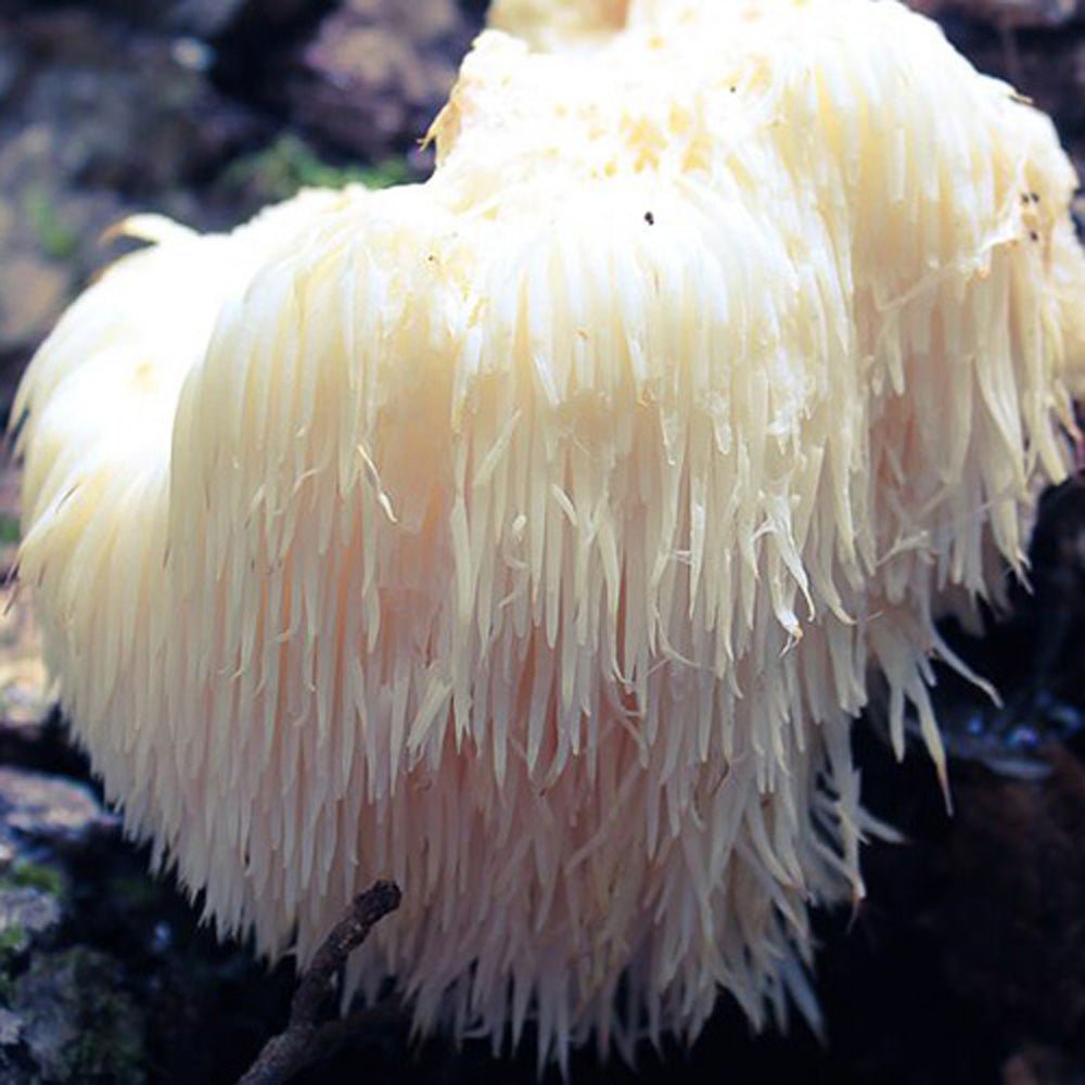 lions mane spawn, medicinal mushroom spawn, gourmet mushroom cultivation, indoor growing supplies, commercial cultivation
