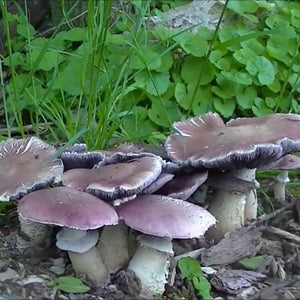 Burgundy Mushroom