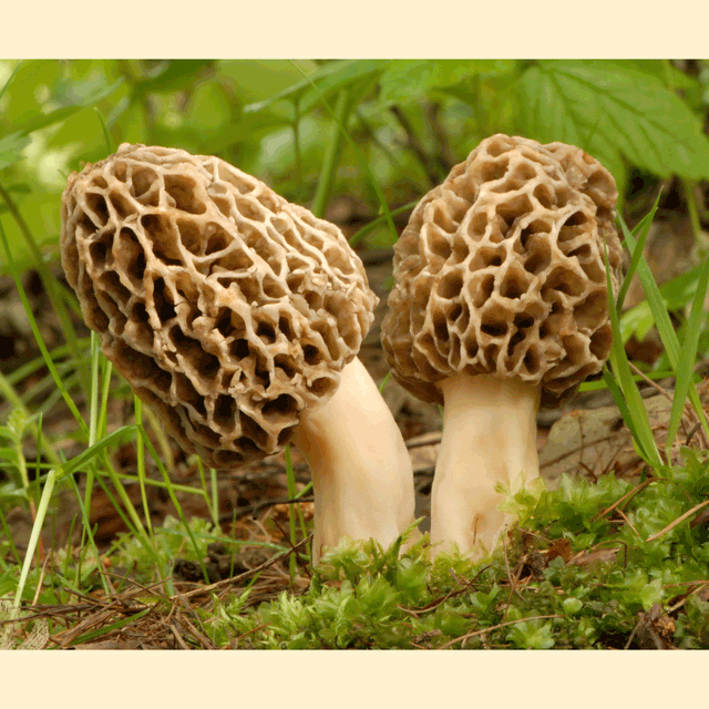 americana morel mushroom close up 