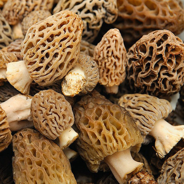 morel mushroom liquid culture syringe 