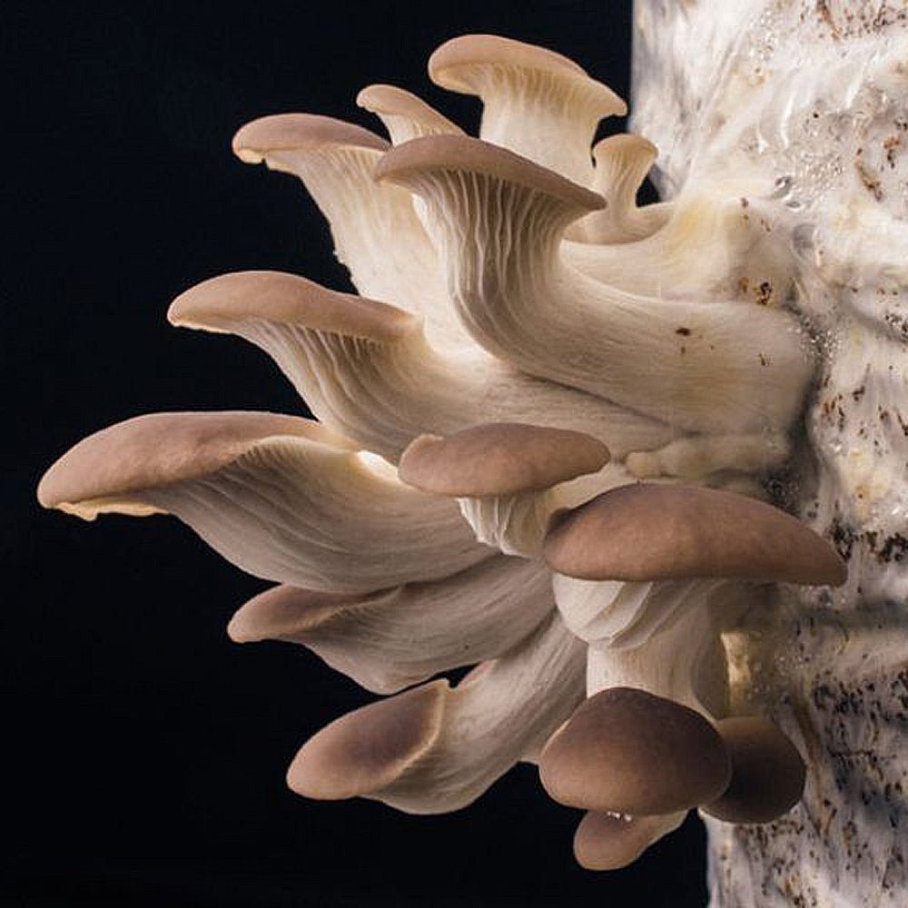 oyster mushroom culture spawn