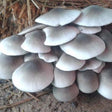 paddy straw mushroom liquid culture syringe