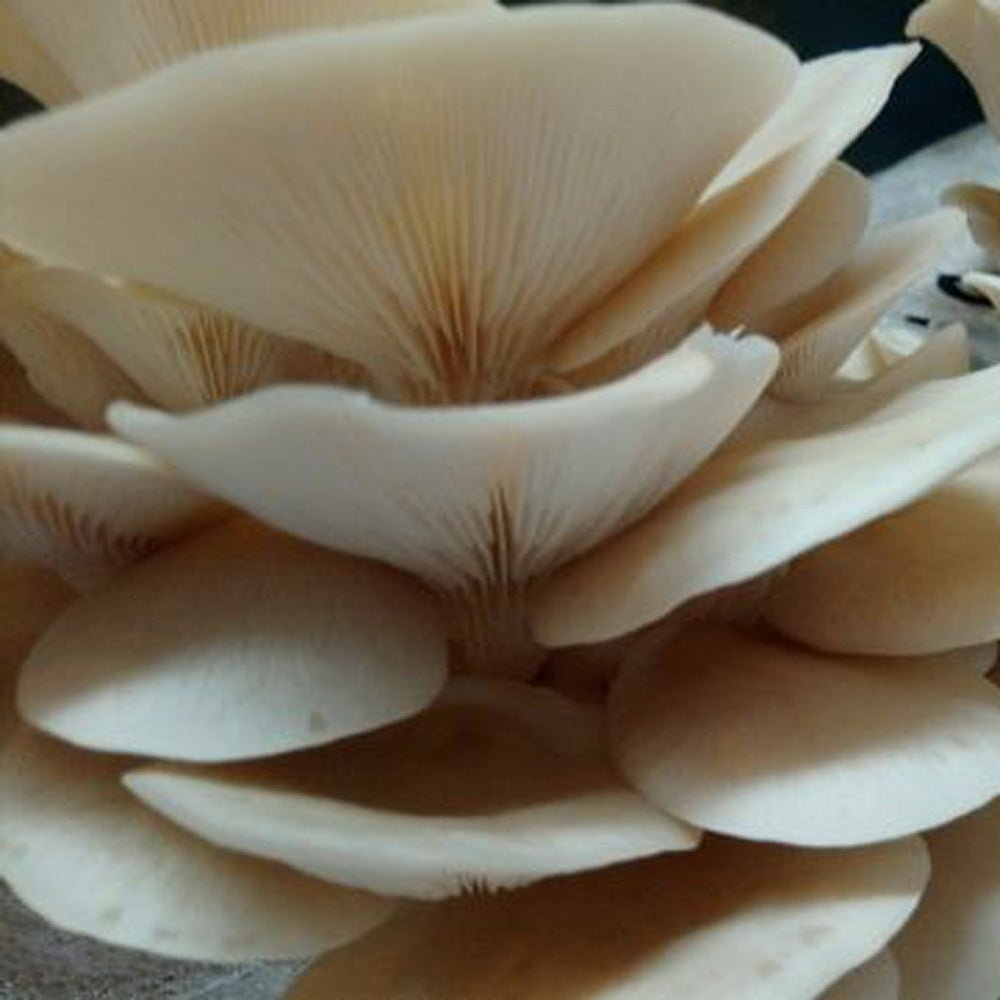 pearl oyster mushroom Pleurotus ostreatus
