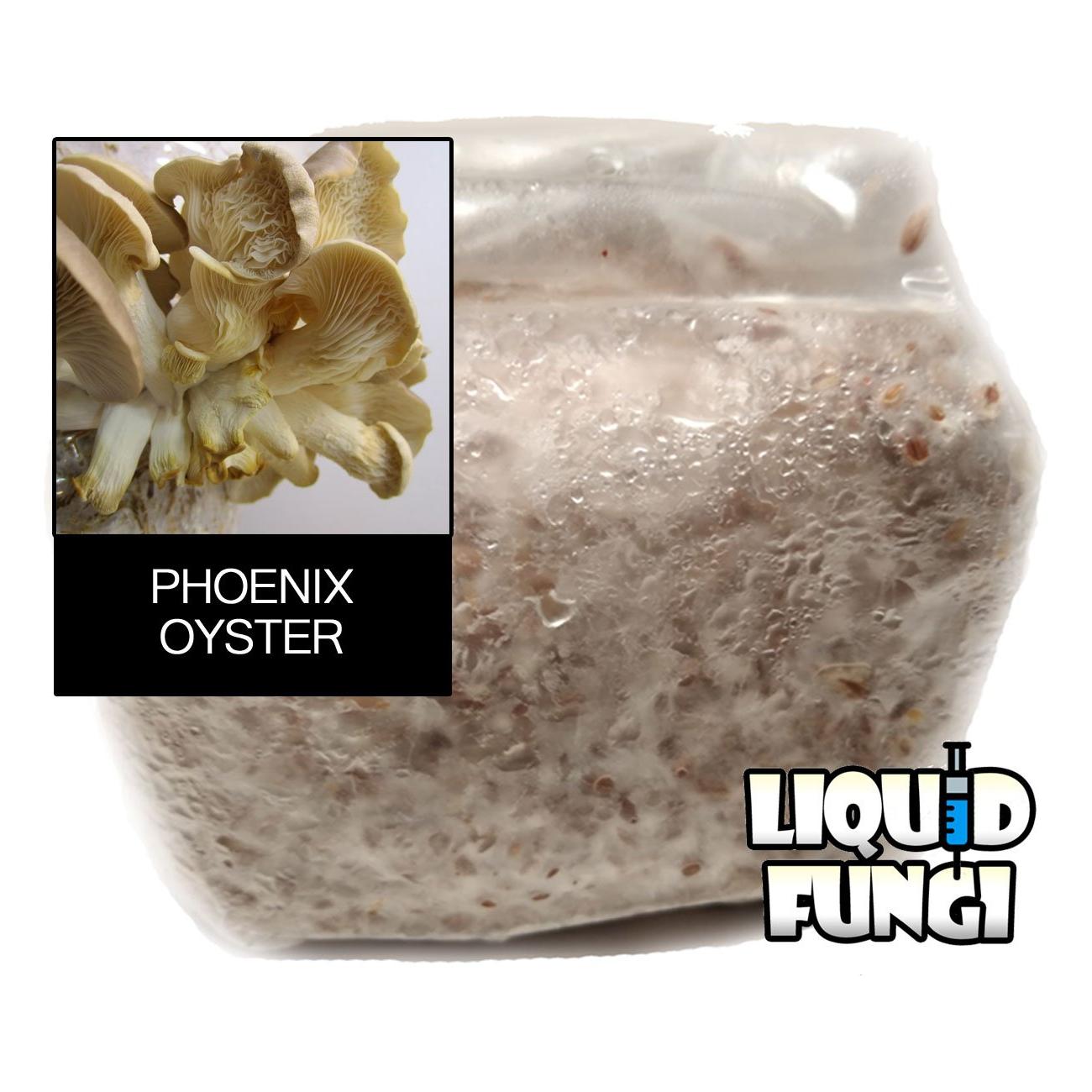 phoenix oyster grain spawn