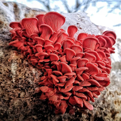 100 x Pink Oyster Mushroom Plug Spawn Dowels for Outdoor Log Cultivation