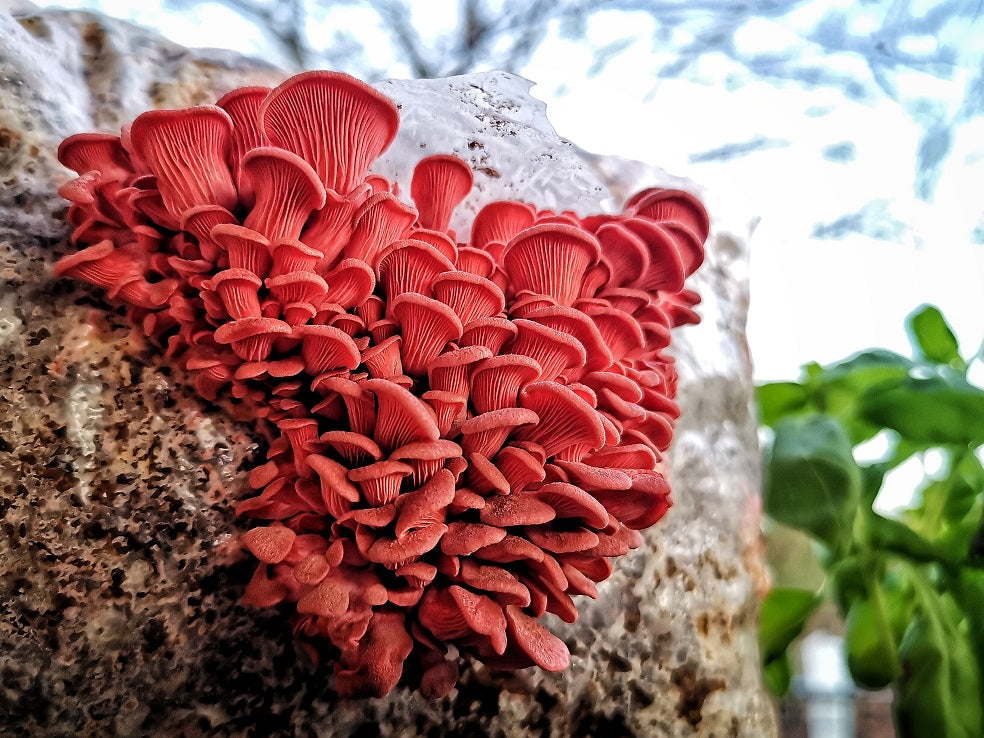 100 x Pink Oyster Mushroom Plug Spawn Dowels for Outdoor Log Cultivation