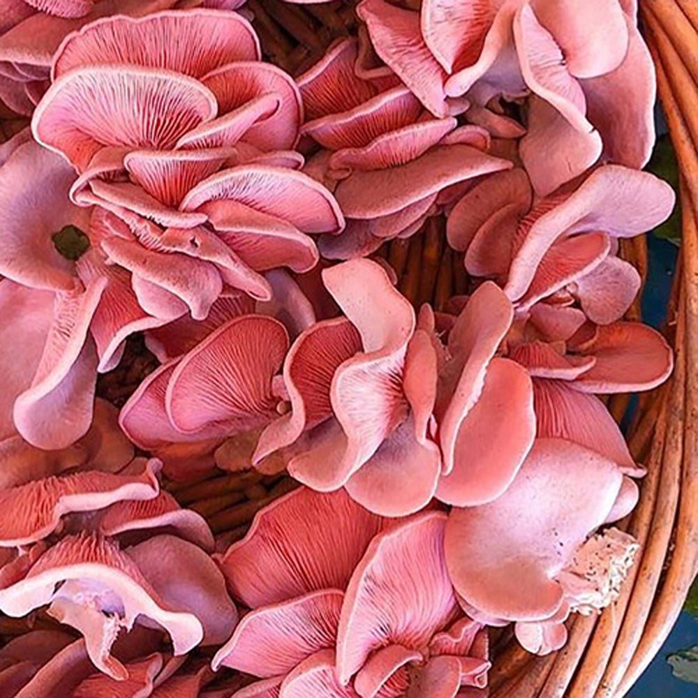 Pink Salmon Oyster Mushrooms in basket