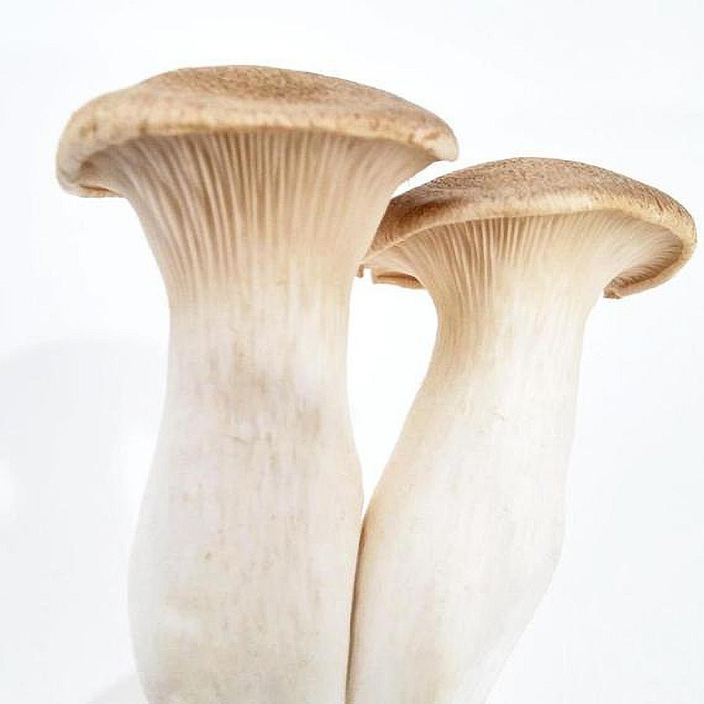 pleurotus nebrodensis liquid culture