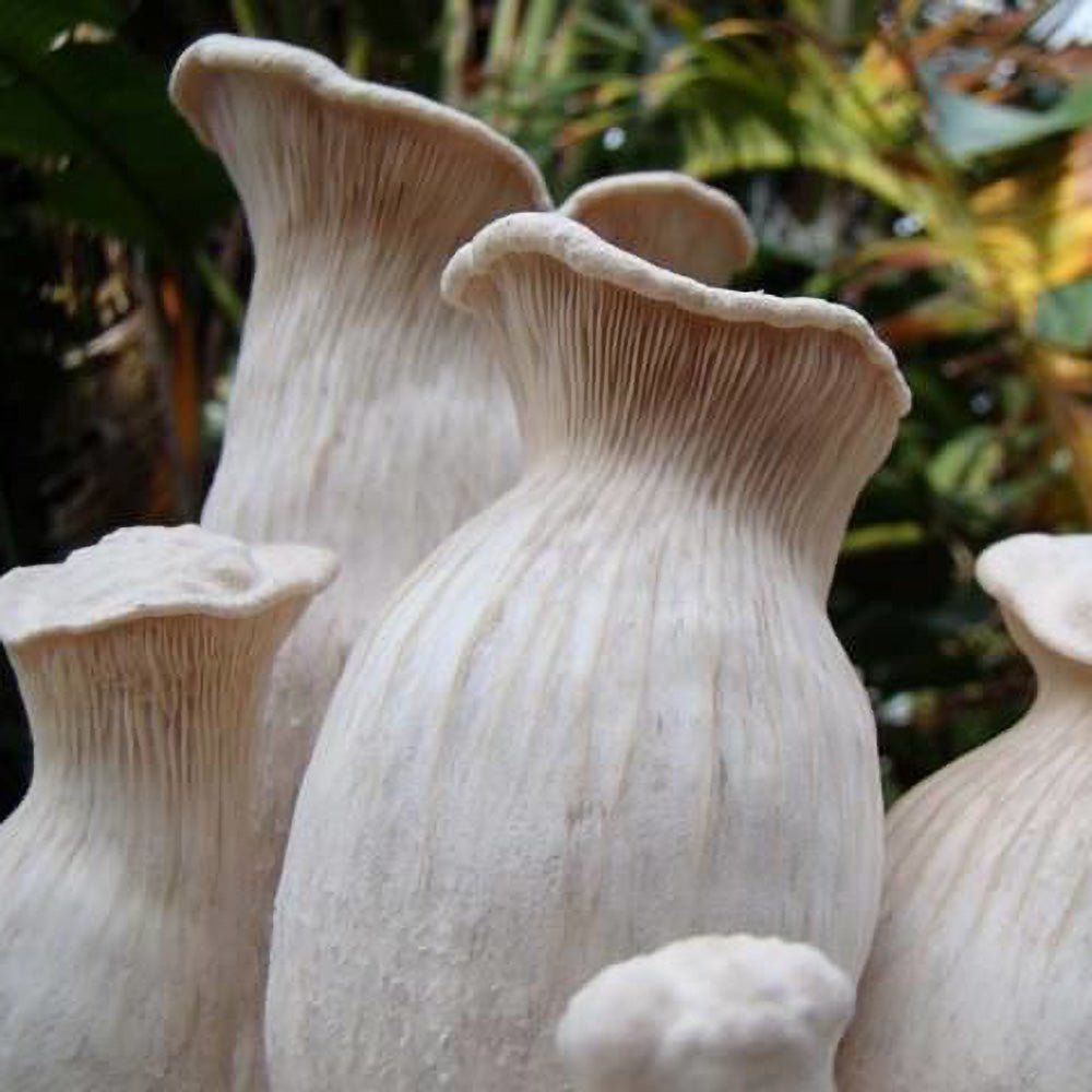 pleurotus nebrodensis mushroom