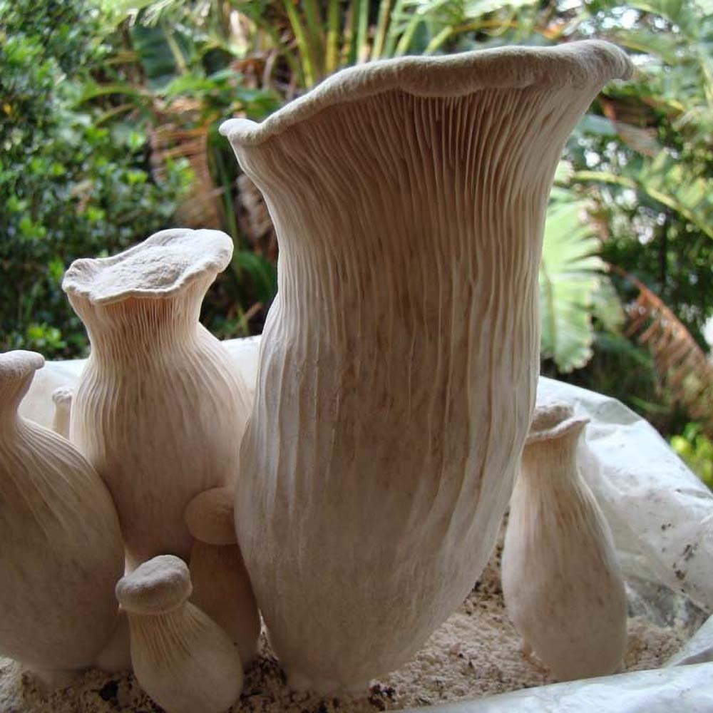 pleurotus nebrodensis mushroom culture
