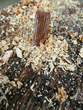 Load image into Gallery viewer, 100 x Pink Oyster Mushroom Plug Spawn Dowels for Outdoor Log Cultivation