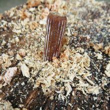 Load image into Gallery viewer, 100 x Shiitake Mushroom Plug Spawn Dowels for Outdoor Log Cultivation