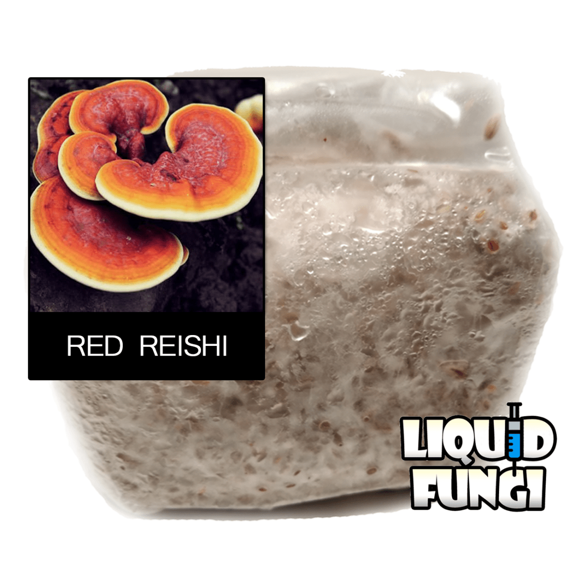 reishi mushroom grain spawn bags