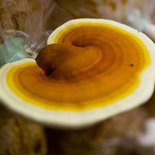 Load image into Gallery viewer, Golden Reishi