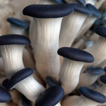 Load image into Gallery viewer, Blue Brat Oyster Mushroom