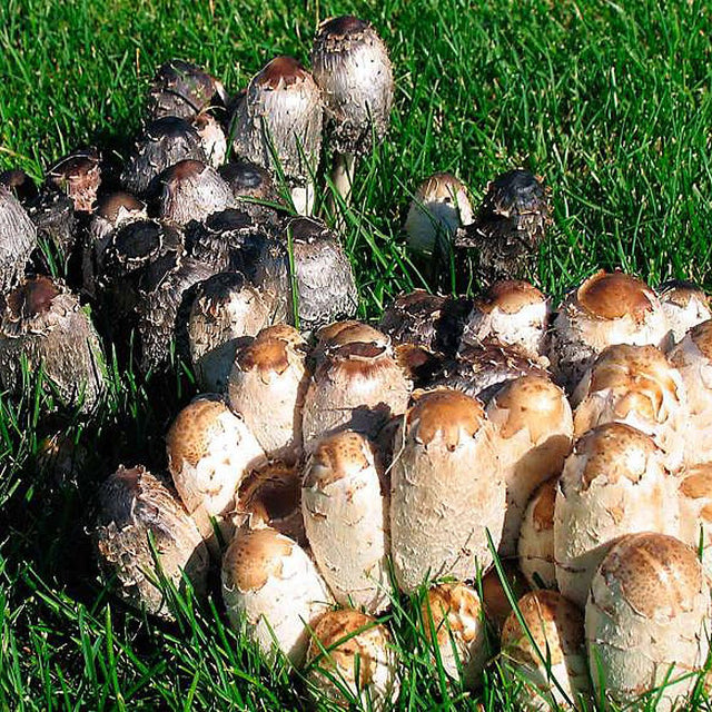 shaggy mane liquid culture 