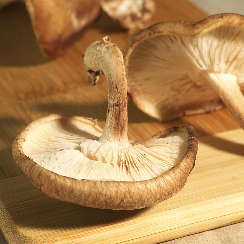 shiitake mushroom culture harvested