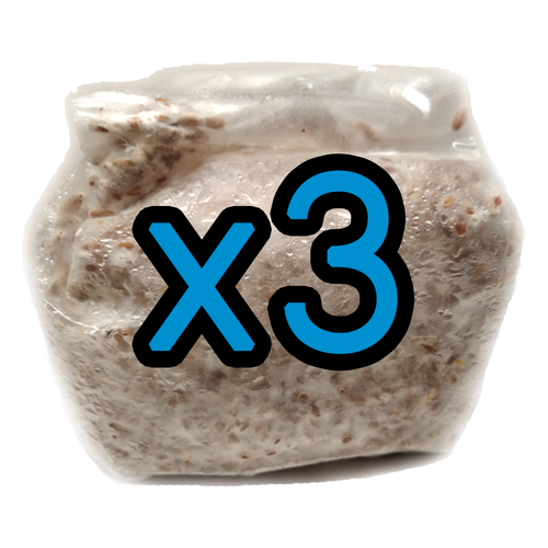 3 Pack of 1 lb. Mushroom Grain Spawn