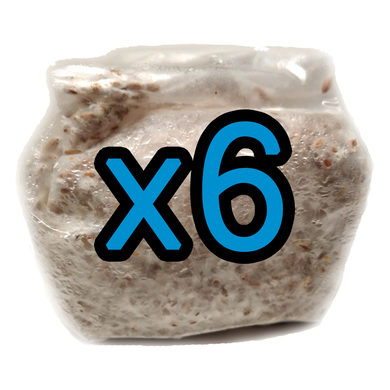 6 Pack of 1 lb. Mushroom Grain Spawn