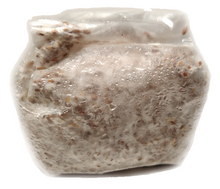 Load image into Gallery viewer, 3 Pack of 1 lb. Mushroom Grain Spawn
