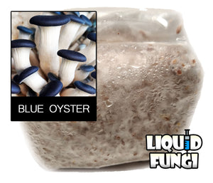 Blue Oyster Mushroom Grain Spawn (1 pound)