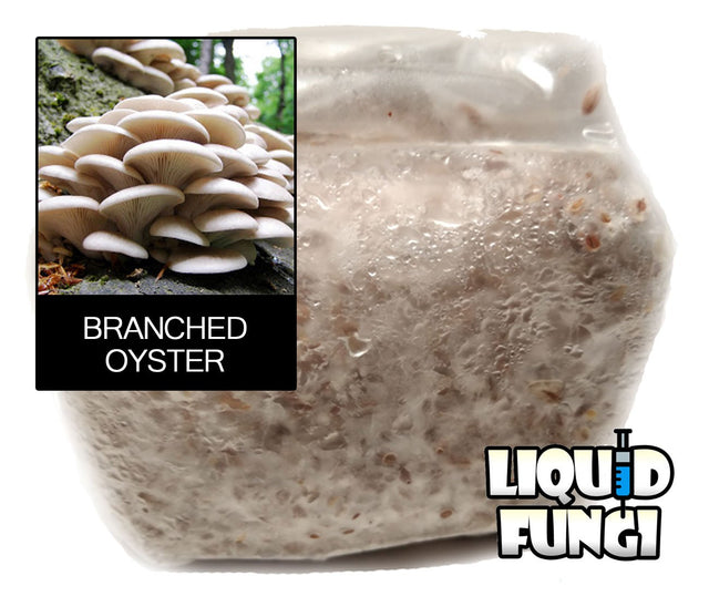 Branching Oyster Grain Spawn