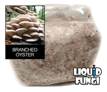 Load image into Gallery viewer, Branching Oyster Grain Spawn