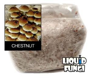 Chestnut Mushroom Grain Spawn (1 pound)
