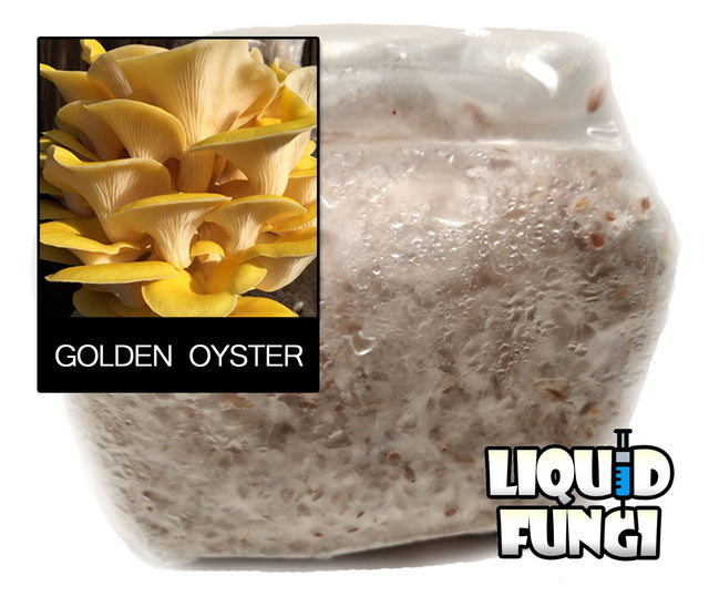 Golden Oyster Mushroom Grain Spawn (1 pound)