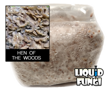Load image into Gallery viewer, Hen of the Woods Mushroom Grain Spawn (1 pound)