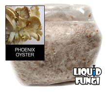 Load image into Gallery viewer, phoenix oyster grain spawn