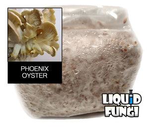 phoenix oyster grain spawn