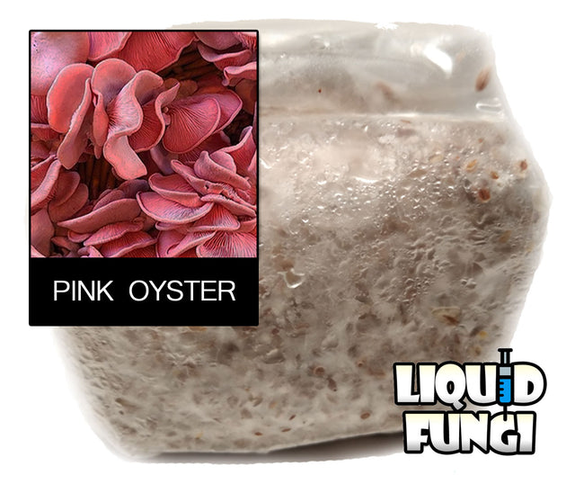 pink oyster grain spawn