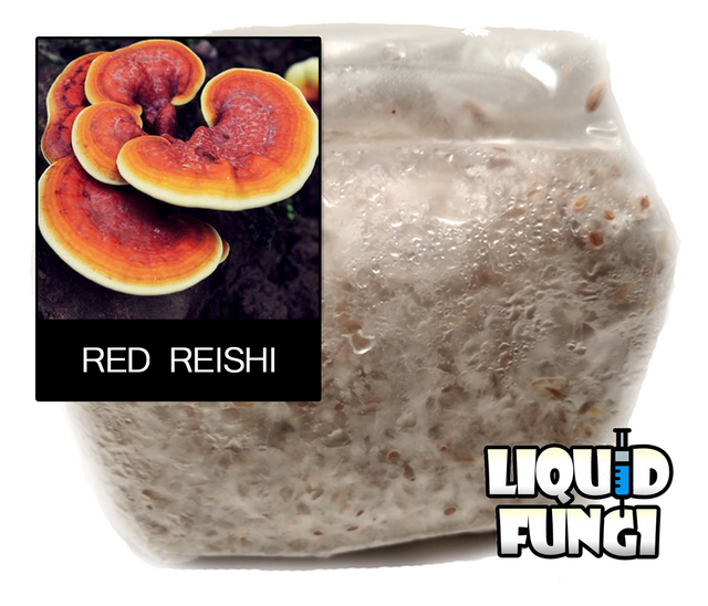 Red Reishi Mushroom Grain Spawn (1 pound)