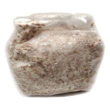 Load image into Gallery viewer, 6 Pack of 1 lb. Mushroom Grain Spawn
