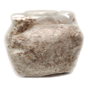 6 Pack of 1 lb. Mushroom Grain Spawn