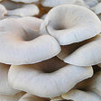 tarragon oyster mushroom liquid culture syringe