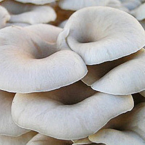 tarragon oyster mushroom liquid culture syringe