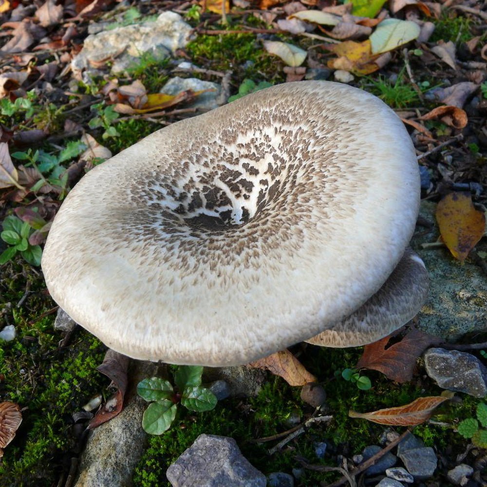 tiger sawgill mushroom