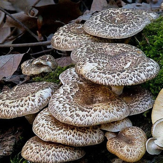 tiger sawgill mushroom cluster