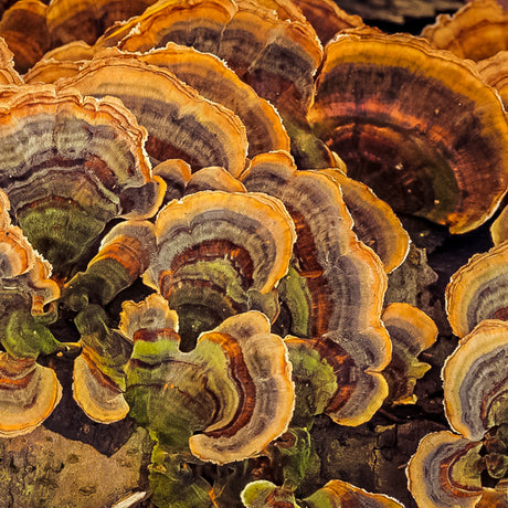 Turkey Tail Mushroom