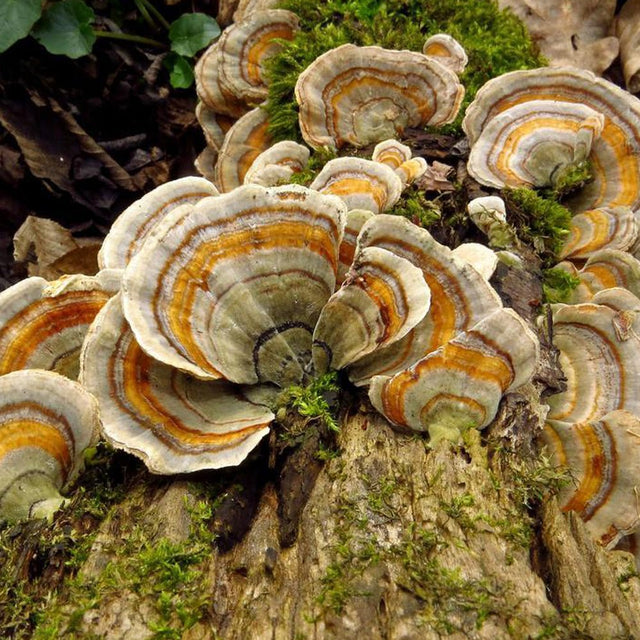 turkey tail mushroom culture syringe