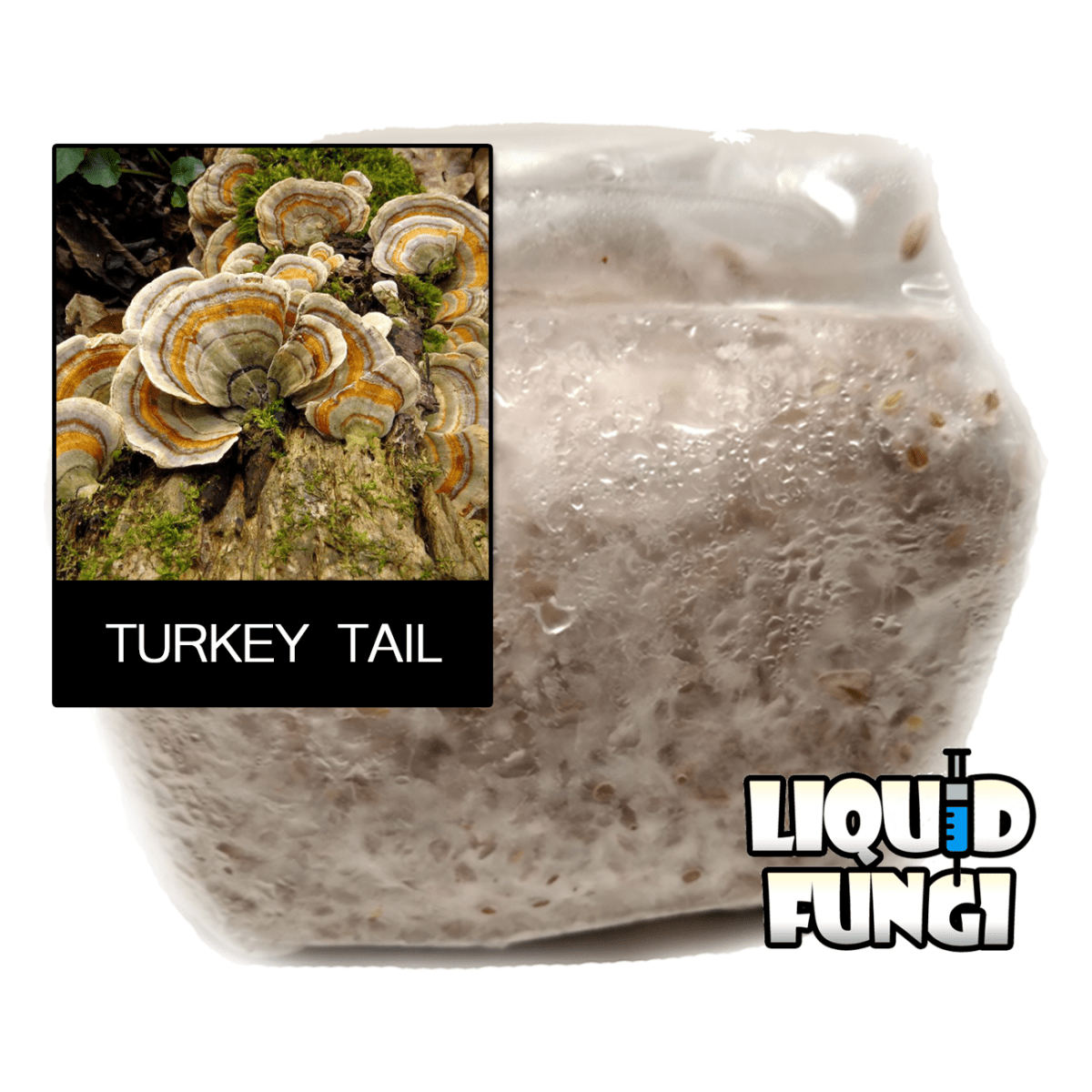 turkey tail mushroom grain spawn