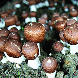 Almond Mushroom Liquid Culture Syringe