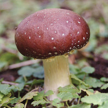 Load image into Gallery viewer, King Stropharia mushroom