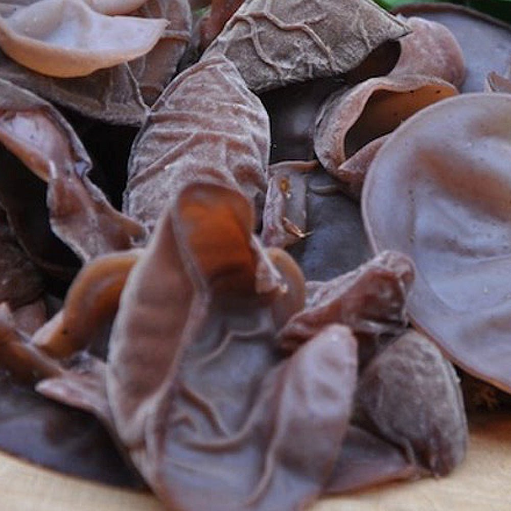 wood ear mushroom liquid culture sample